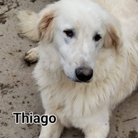 Thiago cucciolone incrocio maremmano