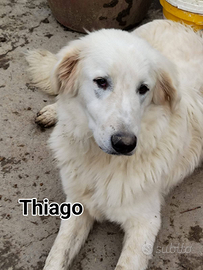 Thiago cucciolone incrocio maremmano