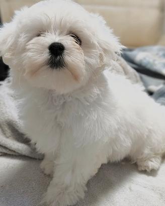 Maltese linea coreana taglia piccola