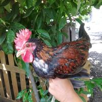 Galletti di Siciliana