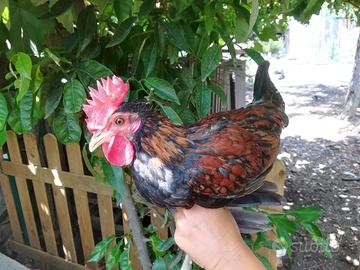 Galletti di Siciliana