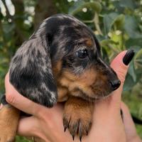 Bassotto tedesco kaninchen