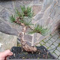 Pino nero (Pinus nigra) – Yamadori Villetta Barrea