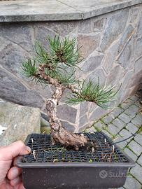 Pino nero (Pinus nigra) – Yamadori Villetta Barrea