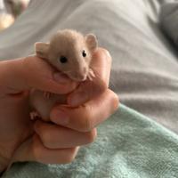 Ultimi ratti da compagnia siamesi affettuosissimi