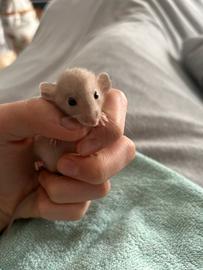 Ultimi ratti da compagnia siamesi affettuosissimi