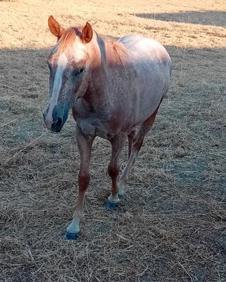 Cavallo appaloosa