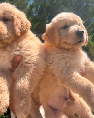 Cuccioli Golden Retriever angloamericani