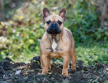 Bulldog francese, Femmina