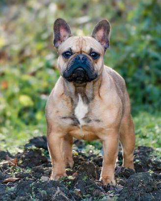 Bulldog francese, Femmina