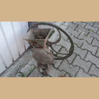 Antica macina cereali con regolatore di grana