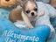 Immagine 4