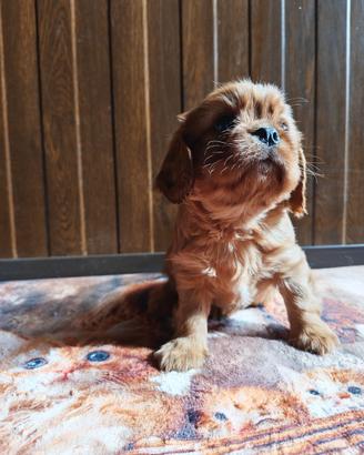 Cavalier king