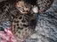 Immagine 5