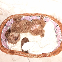 Cucciolo di barboncino Toy red