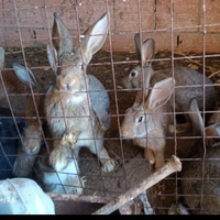 Disponibili conigli e coniglietti