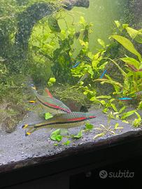 Pesci tropicali