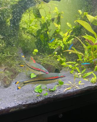 Pesci tropicali
