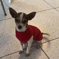 Chihuahua maschio