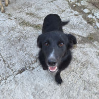 Cucciola