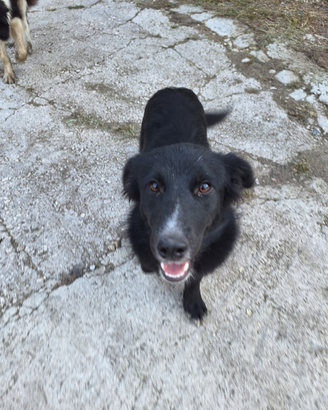Cucciola