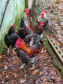 Galli ornamentali affido