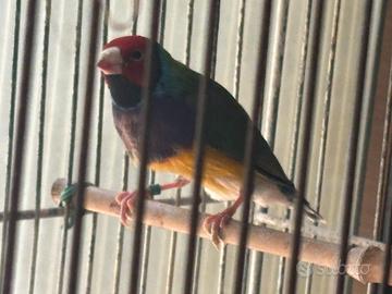 Uccellino Diamante di Gould