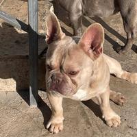 Baby bulldog francese