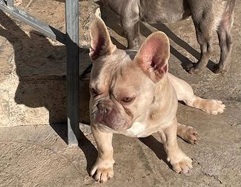 Baby bulldog francese