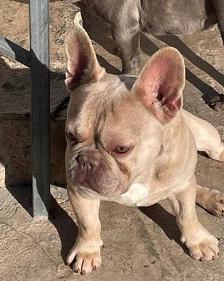 Baby bulldog francese