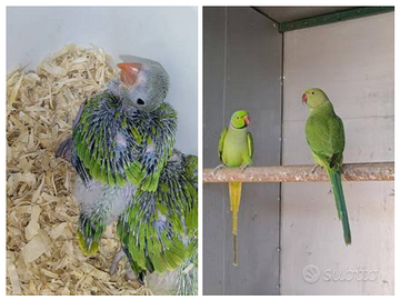 PAROCCHETTI collare da produzione verde