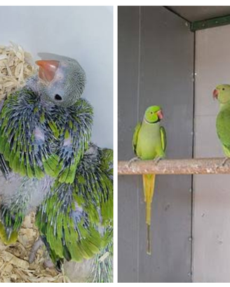PAROCCHETTI collare da produzione verde