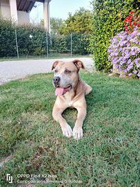 Simil Amstaff Maschio