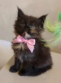 Maine Coon 2 mesi