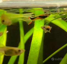 Endler puri (poecilia wingei)