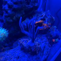 Talee acropora loisette