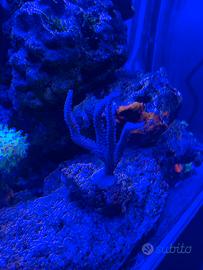 Talee acropora loisette