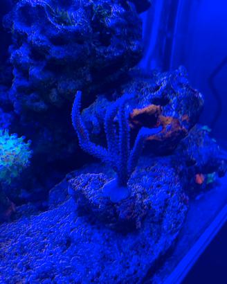 Talee acropora loisette