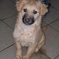 Cuccioli taglia piccola in adozione