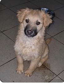 Cuccioli taglia piccola in adozione