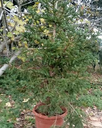 albero di natale 