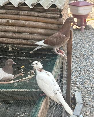 Piccioni calzati