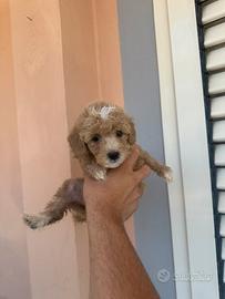Maltipoo toy toy