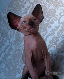 Cuccioli di sphynx trasporto in tutta italia