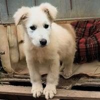 Cucciolo taglia grande in adozione