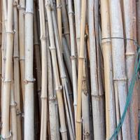 CANNE DI BAMBÙ 