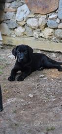 Labrador