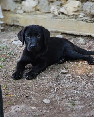 Labrador