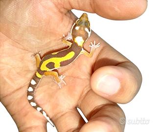 Geco leopardino Firebold Tremper, teca