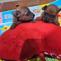 Miniatura di pincher